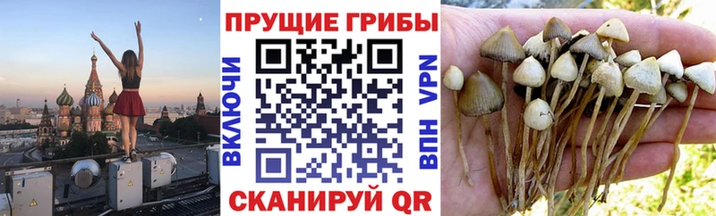 Галлюциногенные грибы GOLDEN TEACHER  Купить  Слободской 